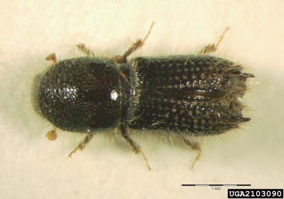 krivozobi jelov lubadar (<i>Pityokteines curvidens</i>)