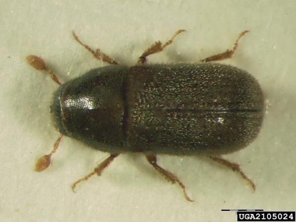 dvojnooki smrekov ličar (<i>Polygraphus poligraphus</i>)