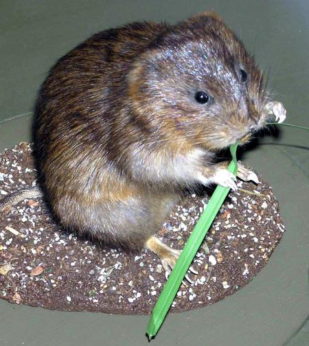 veliki voluhar