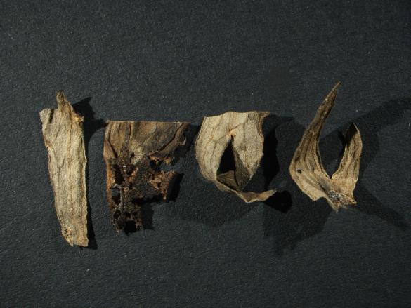 Aecidium lycoctoni 