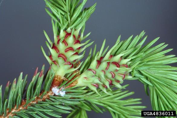 <i>Adelges abietis</i>