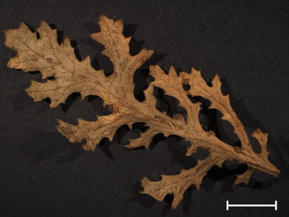 Coleosporium senecionis