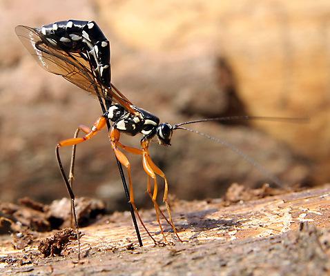Rhyssa persuasoria