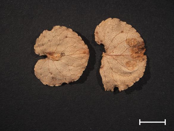 Aecidium violae 