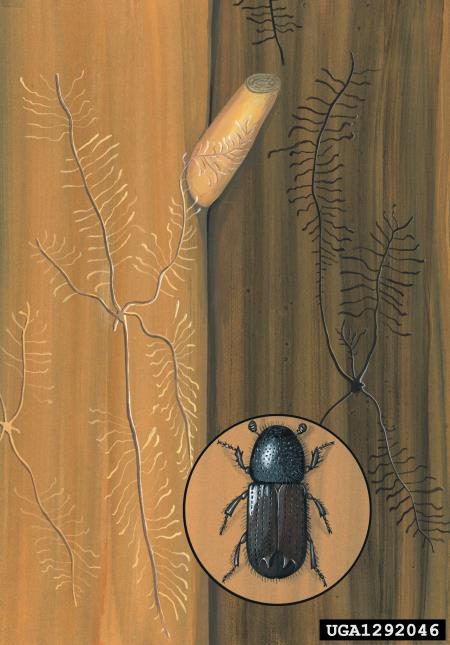 dvozobi borov lubadar (<i>Pityogenes bidentatus</i>)