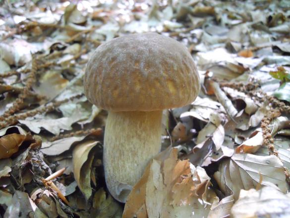 Boletus aestivalis