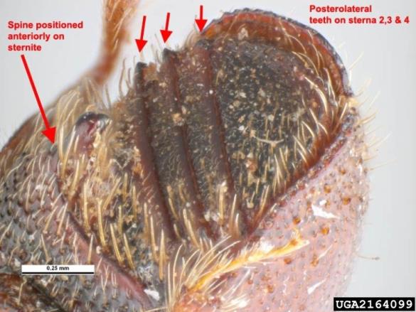 mali brestov beljavar (<i>Scolytus multistriatus</i>)