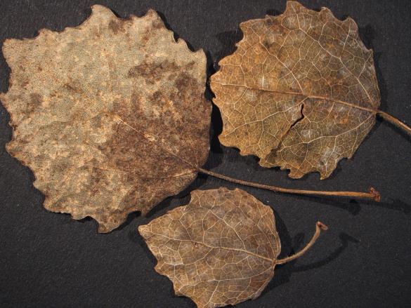 Melampsora tremulae