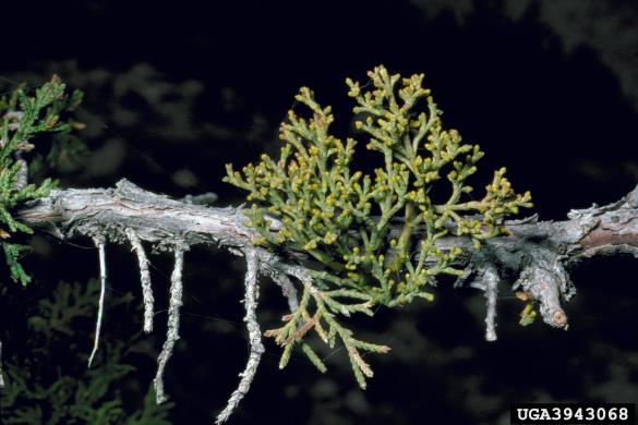 navadni brinjekaz (<i>Arceuthobium oxycedri</i>) na <i>Juniperus polycarpos</i>