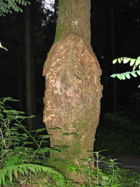 Stereum rugosum 