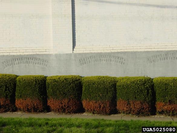 <i>Sol</i> na <i>Taxus</i> spp.