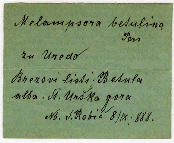 Melampsora betulina