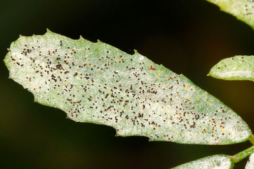 <i>Erysiphe trifolii</i>