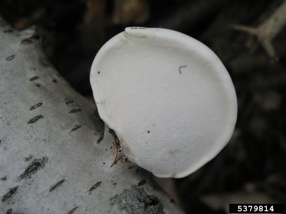 brezova odpadljivka (<i>Piptoporus betulinus</i>) na <i>Betula</i> spp.