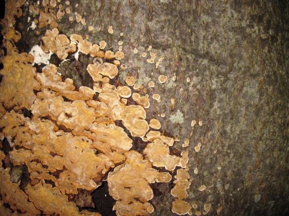 Stereum rugosum