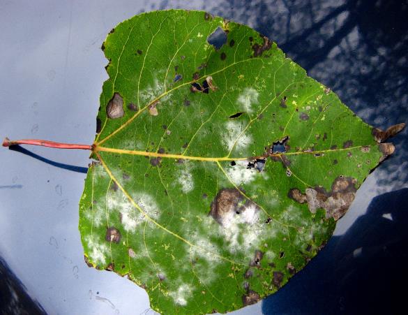 <i>Erysiphe adunca</i>