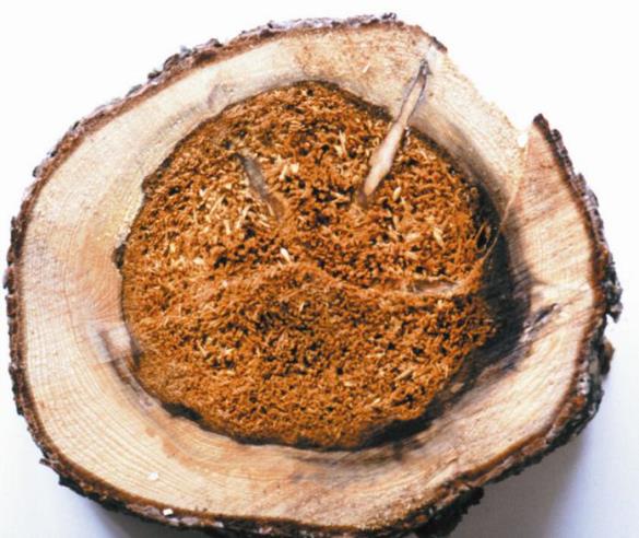 Heterobasidion spp.