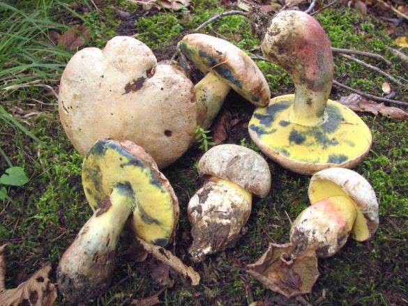 Boletus fechtneri