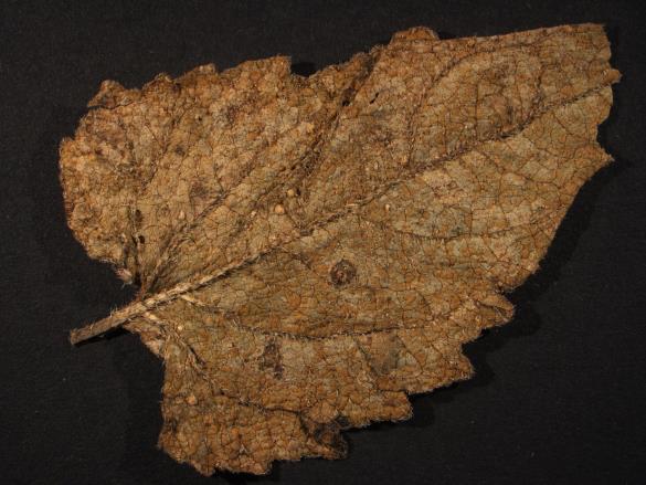 Coleosporium campanulae