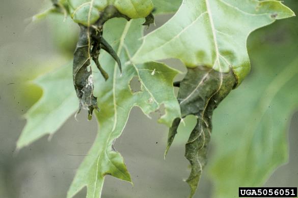 <i>Apiognomonia errabunda</i> na <i>Quercus</i> spp.