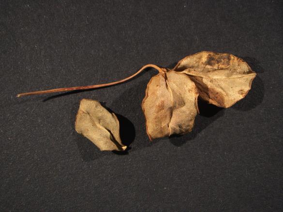 Melampsora euphorbiae 