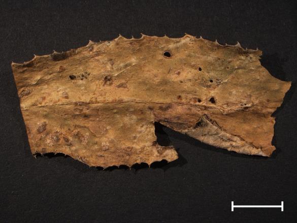 Coleosporium sonchi