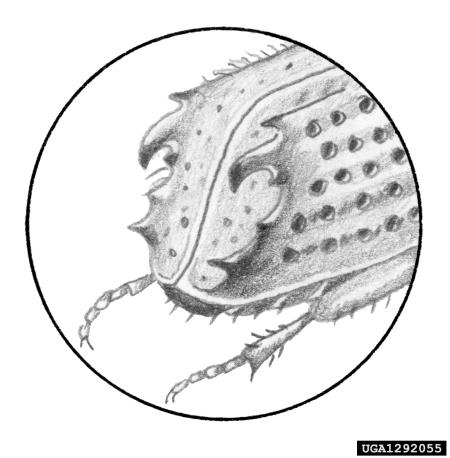 ostrozobi jelov lubadar (<i>Pityokteines spinidens</i>)