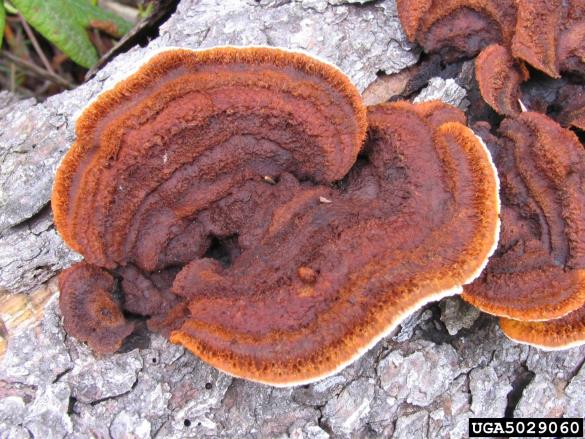 sivorjava tramovka (<i>Gloeophyllum sepiarium</i>)