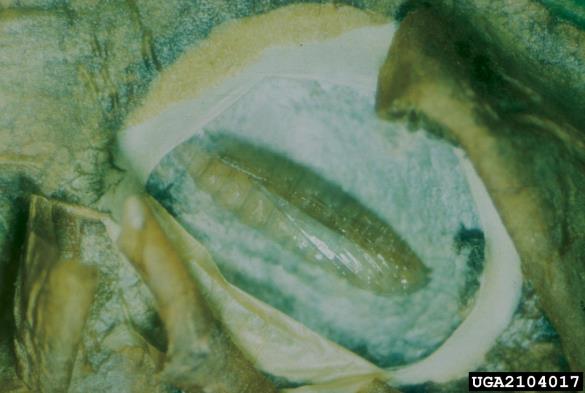 listni zavrtač divjega kostanja (<i>Cameraria ohridella</i>) na <i>Aesculus hippocastanum</i>