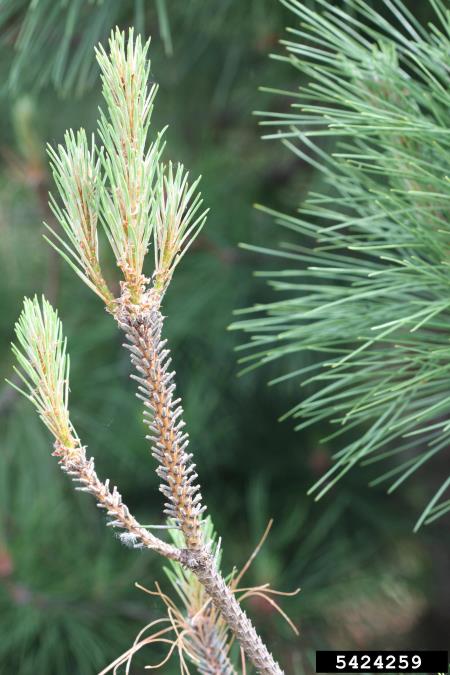 rjava borova grizlica (<i>Neodiprion sertifer</i>) na <i>Pinus resinosa</i>