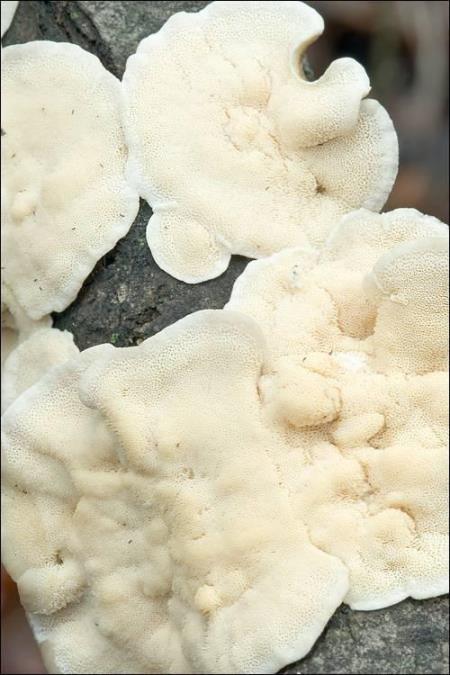 Trametes ochracea