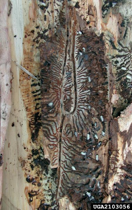 mali osmerozobi smrekov lubadar (<i>Ips amitinus</i>) na <i>Picea abies</i>
