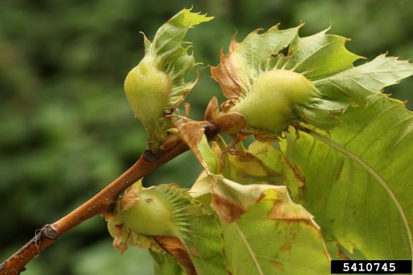 kostanjeva šiškarica (<i>Dryocosmus kuriphilus</i>) na <i>Castanea</i> spp.