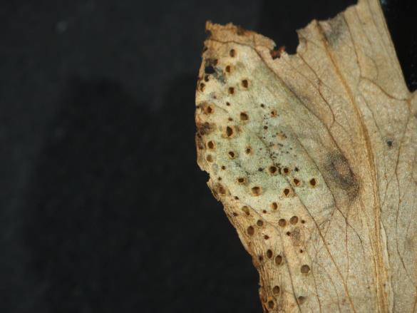 Aecidium quadrifidum