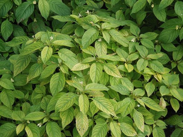 <i>Impatiens parviflora</i>