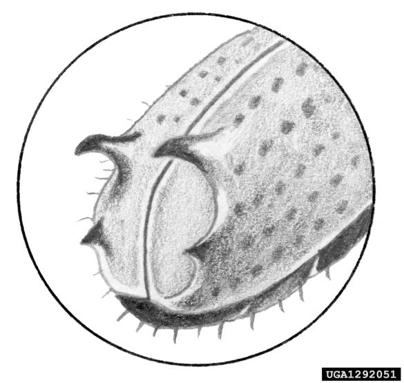<i>Pityogenes quadridens</i>