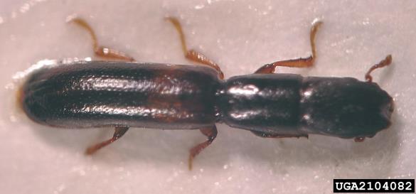 <i>Nemozoma elongatum</i>