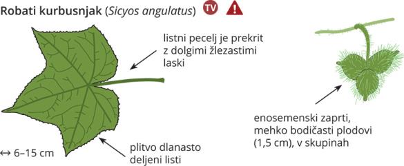 <i>Sicyos angulatus</i>