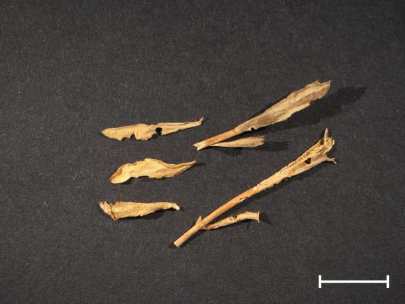Melampsora lini 