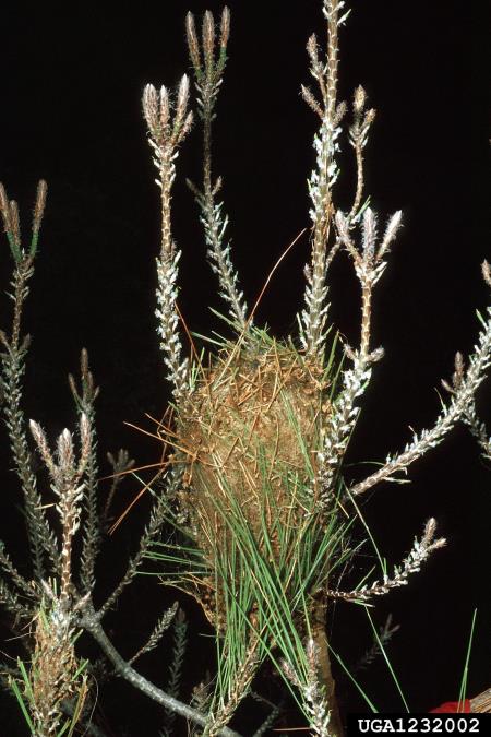 pinijev sprevodni prelec (<i>Thaumatopoea pityocampa</i>) na <i>Pinus brutia</i>