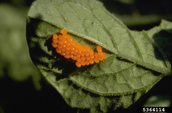 koloradski hrošč (<i>Leptinotarsa decemlineata</i>) na <i>Solanum tuberosum</i>