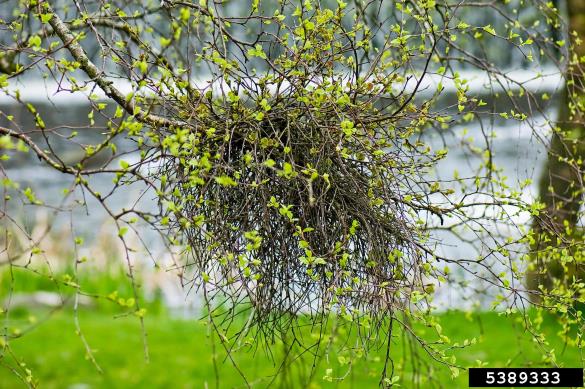 brezova metličavost (<i>Taphrina betulina</i>) na <i>Betula pubescens</i>