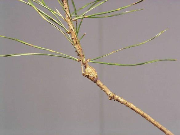 Trisetacus pini 