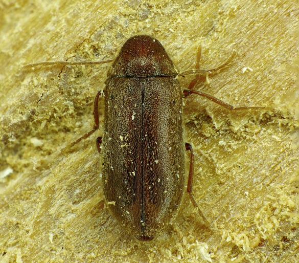 Ernobius mollis