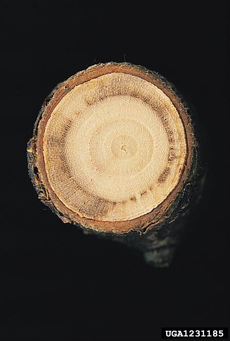 veliki brestov beljavar (<i>Scolytus scolytus</i>)