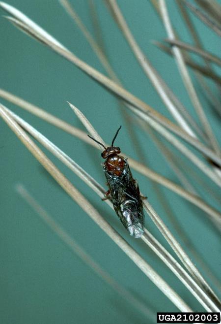 rjava borova grizlica (<i>Neodiprion sertifer</i>) na <i>Pinus</i> spp.