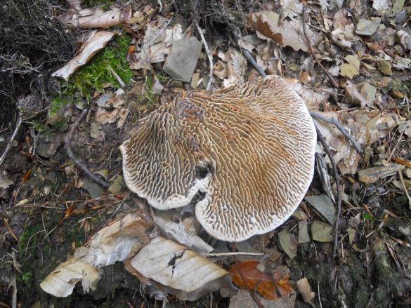 Daedalea quercina