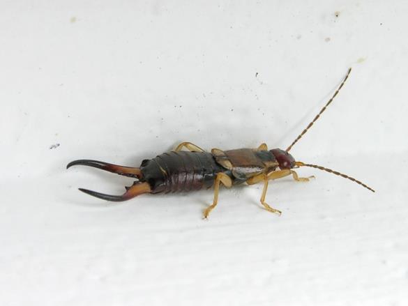 navadna strigalica