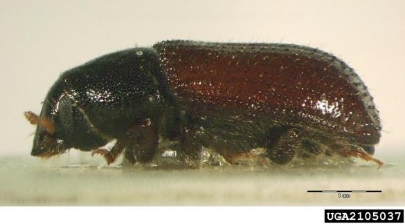 mali borov strženar (<i>Tomicus minor</i>)
