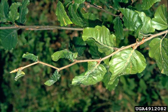 bukova listna uš (<i>Phyllaphis fagi</i>) na <i>Fagus sylvatica</i>